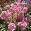 rozie8403