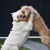 insoelperro