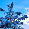 wintertonaw