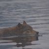 seawolfed