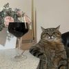 mr_de_groot