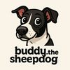 buddy.the.sheepdog