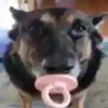 pepsi_hapipi