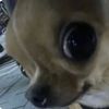 danielitai_