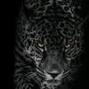 nadir_musaev3