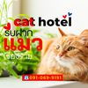 catteryhotelchiangrai