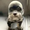 hahakdoggie