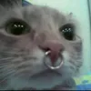 nico.moot