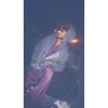 honeybaloch110