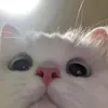 aureelliex