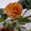 riris_adrian