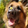 vegasgermansheperd