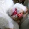 merrycriscachocat