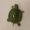 turtlepersonturt