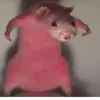 jiasper