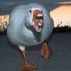 definitelynotagoose