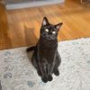 blkcatpizzaratsdfg