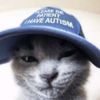 lucas_catlover445