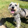 frankiedogie