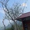dieulinhrebecca158