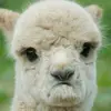 shabbyalpaca