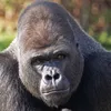 gorilla.vs.100