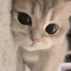 its_adyhere