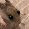 klenys_fasoliy