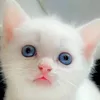 souadyasir