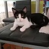 lengyelfanny