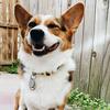 iamwafflesthecorgi