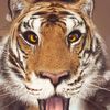 www.tiktok.commawar13