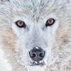 arctic.wolf_x