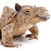 toadfrogcamel