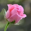 rebinjalil0