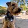 archietheairedaleterrier