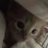o_kiaemvy