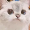 creamzheesuu