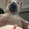 prefromninjaasex