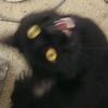 catwithinsomnia3