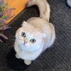 casper.thescottishfold