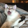 kuzcocat