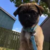 thatpug.gizmo