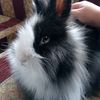 johan15_11