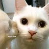 strobasiii