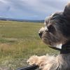 a_dog_life_in_texas