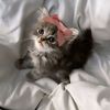 khalid.alfifie