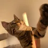 Loki