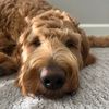 buffalo_and_ellie