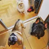 petsonlyzg